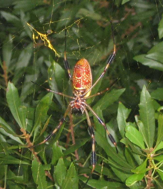 Banana spider (golden silk orb-weaver) pictured in Gainesville, Florida, USA. The spider's red body with white and yellow markings can be seen, as well as its black and yellow stripey legs. The spider's golden-colored web can also be clearly seen.