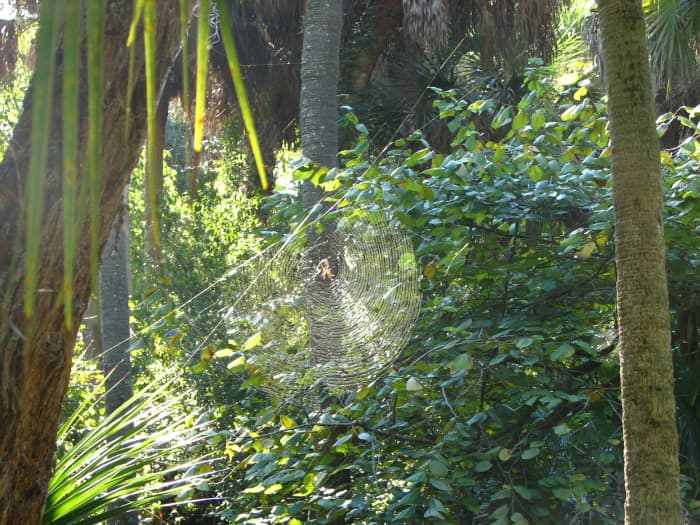 Banana spider web at Merritt Island National Wildlife Refuge, Florida, USA. Nobody is certain why the webs are yellow, but evidence suggests it serves two purposes: brightly lit silk attracts bees, and in the shade, the silk blends in as camouflage.