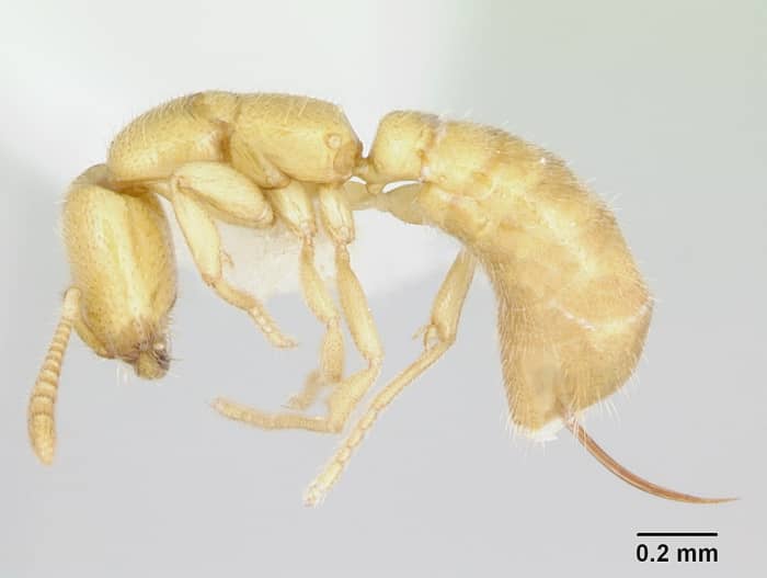 Adetomyrma venatrix