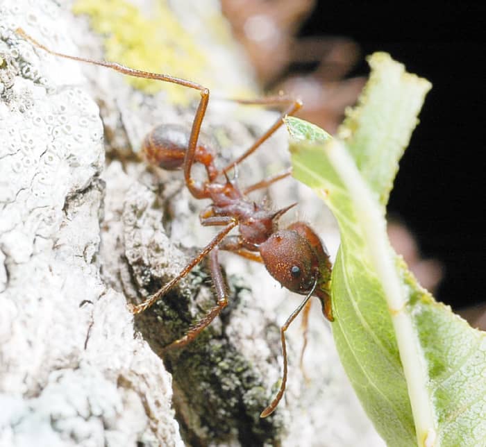 A leafcutter ant at work