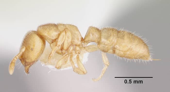Prionopelta punctulata