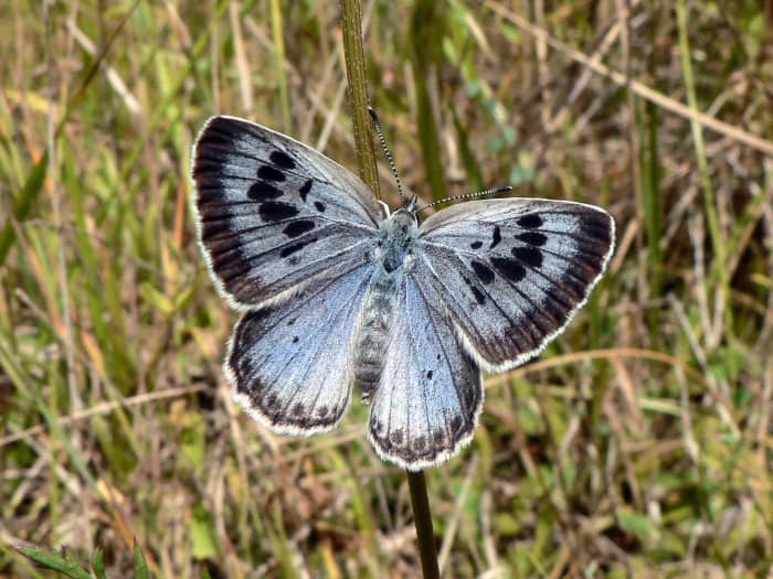 The caterpillars of Lycaenid butterflies often have a relationship with ants. This is a Large Blue butterfly, or Maculinea arion