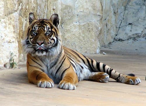 What Do Tigers Eat in Zoos? - Owlcation