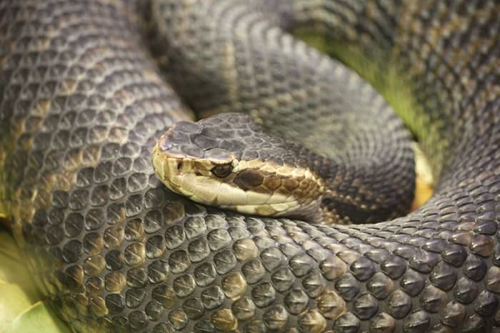 A venomous pitviper subspecies, the Florida cottonmouth is a strong swimmer and normally found in or near water. Drying water holes are a particular favorite as they can often find suitable prey there.