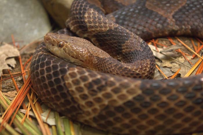 Copperhead snakes are also called a chunk heads and death adders by some people. This snake is an ambush predator, waiting in a promising position for prey to arrive and then striking at an opportune moment.