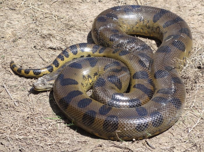 An anaconda (Eunectes murinus) found caught in fishing nets and brought back to the lodge at Requena, Loreto, Peru.