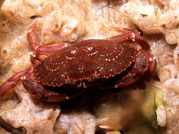 The Maine crab is common around the eastern shores of North America