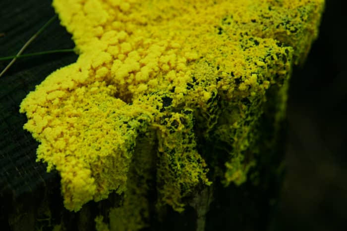 This "dog vomit" slime mold is a brilliant yellow - despite its rather disgusting name, it is actually quite pretty in the woods.