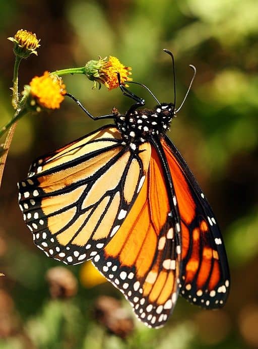 Butterfly Identification Guide: 27 Types of Butterflies (With Photos ...