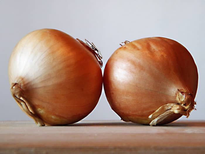 Cells from onions are very popular microscope specimens. The cells lining the layers of the onion are easy to obtain and are large.