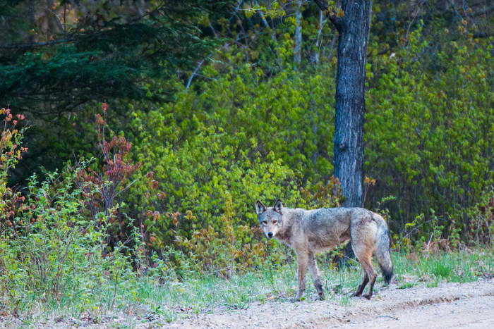 Though very reclusive, you may get lucky and see one during one of your first visits, like wild life photographer/pilot Mario Nonaka who travelled to the Park from Germany and saw one on the side of the highway. Photo 1a.