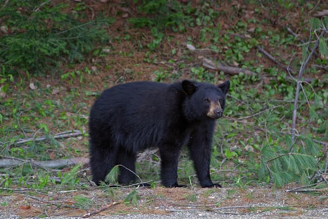 Black bears are the second largest mammals found in Algonquin Provincial Park. Part two of this series features this often misunderstood animal.