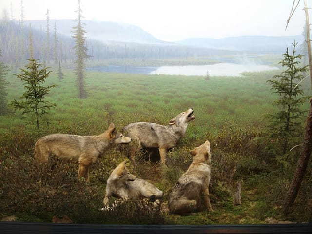 An exhibit of eastern wolves from the Algonquin Park Visitors Centre. There are fewer than 500 of these animals left. Charities like CPAWS are helping to ensure the eastern wolf will continue to have a protected habitat long into the future.
