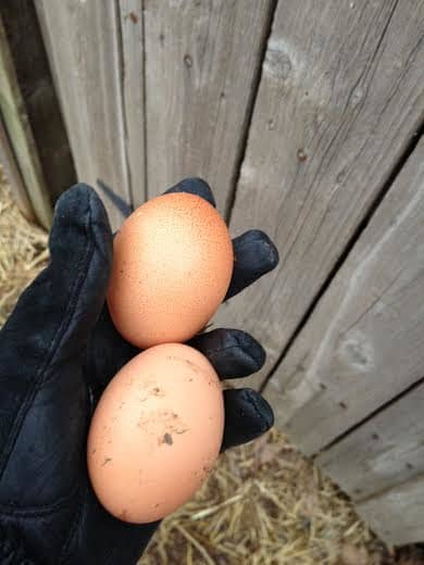 Two large brown eggs laid by two of my Plymouth White Rock hens. These eggs are always nice, large and taste fantastic.