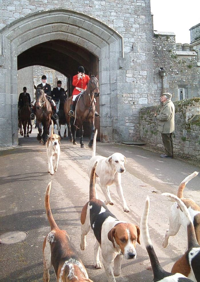 Foxhounds have an excellent sense of smell and are energetic dogs. They may have contributed to the origin of the red herring idiom.
