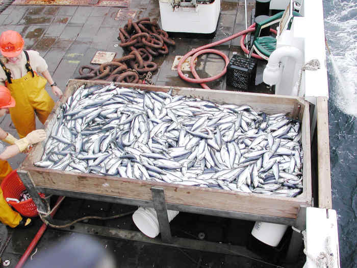 A Red Herring and a Fine Kettle of Fish Idioms and History Owlcation