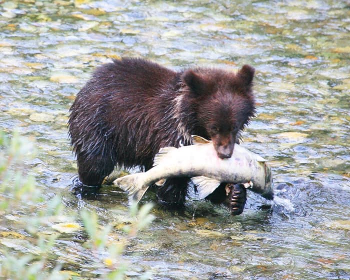 Like this bear cub, some Scottish people in the eighteenth century caught salmon and ate it during a picnic.