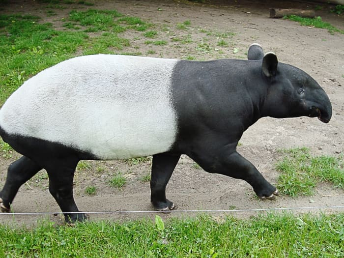 A zoo is not the best environment for an animal. Some zoos perform useful jobs, however, such as breeding Malayan tapirs.