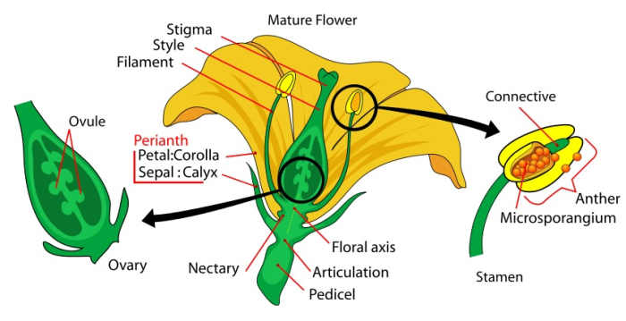 The stigma, style, and ovary make up the female part of the flower, which is known as the pistil. The stamen is made of the anther and filament and is the male part of a flower.