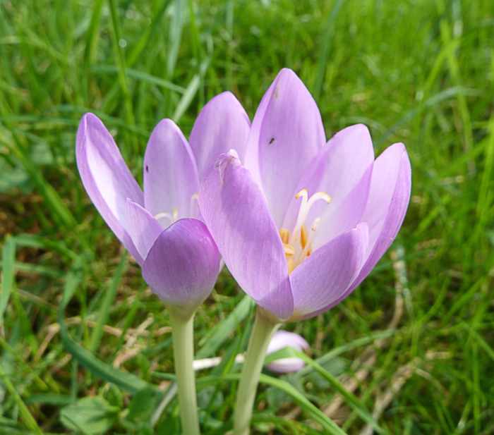 Crocuses Beautiful Flowers, Saffron Spice, and Colchicine Owlcation