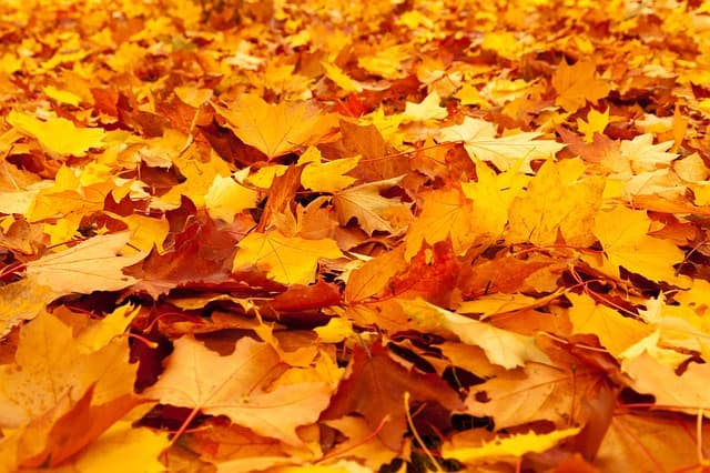 Autumn leaves drop on the ground to make a golden carpet that crunches and crinkles underfoot with onomatopoeic satisfaction.
