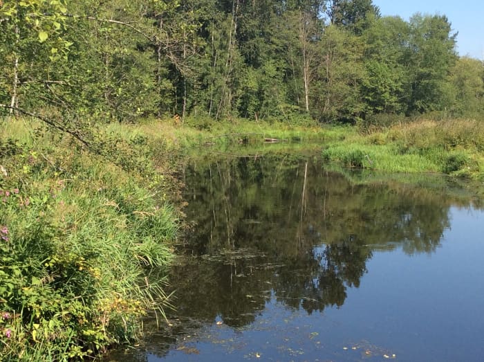 Still Creek looks beautiful as it approaches Burnaby Lake. It doesn't look like this throughout its route, however.