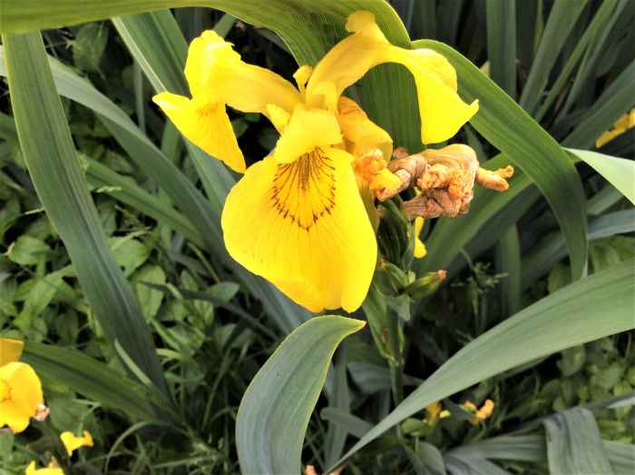 40 Facts About Irises Beautiful Flowers and Useful Plants Owlcation