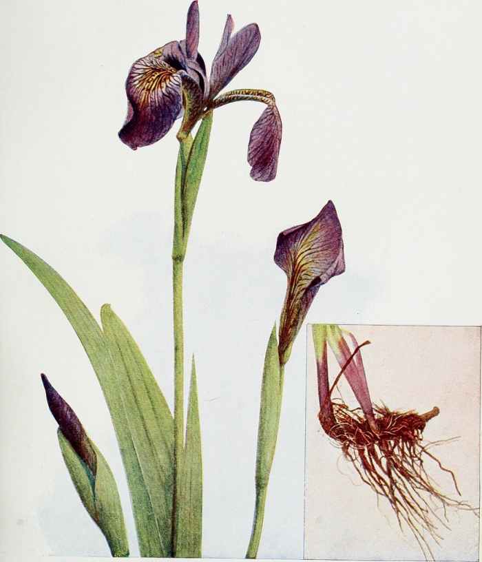An illustration of an iris plant and its rhizome; in a few species, the rhizome is used to produce dried and preserved orris root