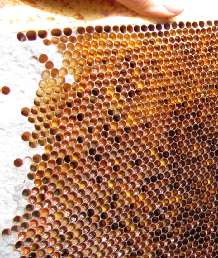 Everything was in place for a healthy colony. Plenty of stores, even a queen, just not a single worker bee.