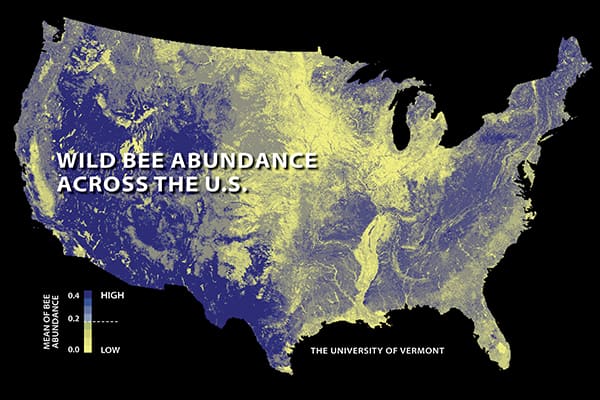 The first national study to map U.S. wild bees suggests they're disappearing in many of the country's most important farmlands. Relatively low abundances are shown here in yellow; higher abundances in blue.