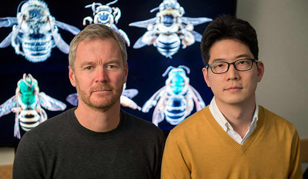 A research team led by Insu Koh (right) and Taylor Ricketts, bee experts at the University of Vermont's Gund Institute for Ecological Economics, estimates that wild bee abundance between 2008 and 2013 declined in 23 percent of the contiguous U.S., th