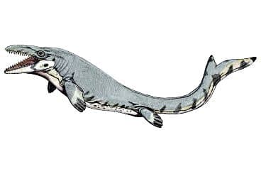 Mosasaurs were truly fearsome predators of the Late Cretaceous Period. The largest of these marine reptiles exceeded the largest carnivorous dinosaurs in size reaching at least 17 metres in length