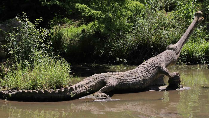 The teleosaurs. These early crocodilians are believed to have lived in salt water, not a fresh water lake, and may have swam in open water rather than in coastal environments, though their exact lifestyle is uncertain