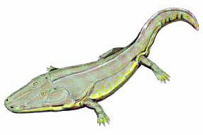 A modern day interpretation of a Labrinthodont, some species of which grew to an enormous 3-4 metres in length