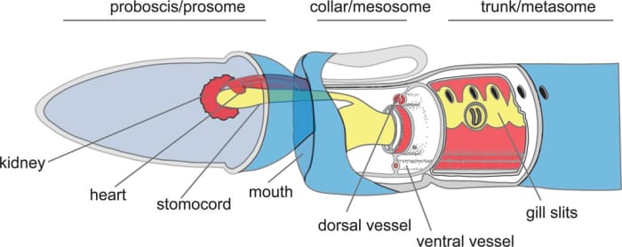 Basic anatomy of an acorn worm; the animal has no eyes or other specialized sense organs but it does have receptors that can detect light and chemicals.