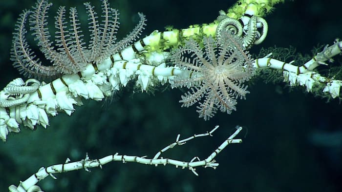 Novodinia, a brisingid sea star, on top of dead bamboo coral