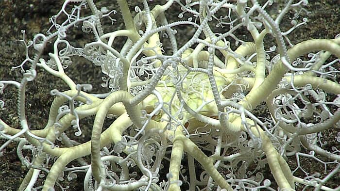 A basket star; according to NOAA, there is more than one creature in this intriguing photograph