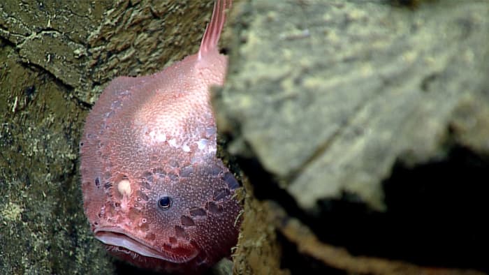 A deep-sea anglerfish; the white spot between its eyes is the lure of its fishing rod