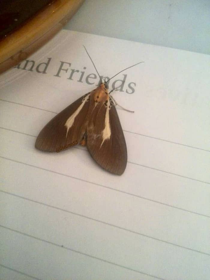 A beautiful moth who was near the casket almost every night during and after the 9 days prayer at home. It this photo, the moth landed on the guest book near the Abuloy pot.