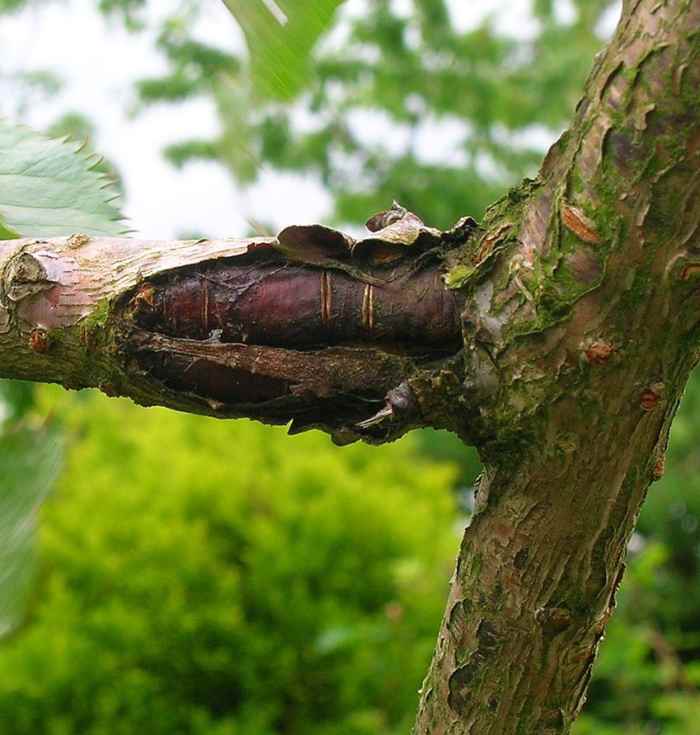 Why Do Trees Get Sick and, Sometimes, Die? Owlcation