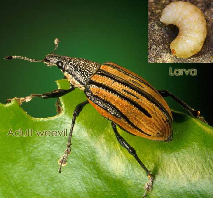 Why Do Trees Get Sick and Sometimes Die? Owlcation