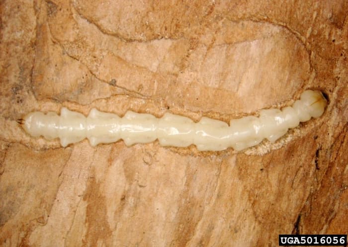 Emerald Ash Borer.