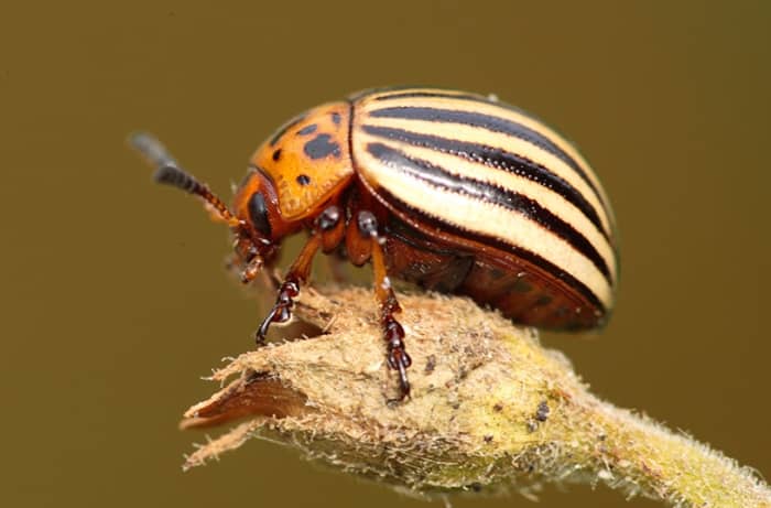 This is not a potato bug. It is a potato beetle, but is often called the same thing as a Jerusalem cricket. These beetles are true pests, as they destroy thousands of potato plants annually.