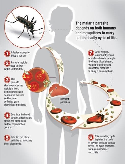 Malaria is a deadly disease transmitted among humans by only about 30-40 species of female mosquitoes of the genus Anopheles. There are approximately 430 species in that genus.