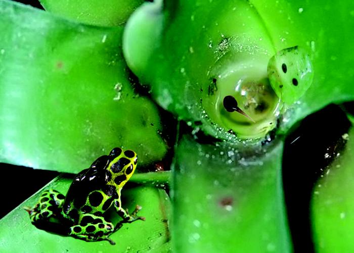 Male poison dart frogs use bromeliad pools as nursery grounds for their tadpoles
