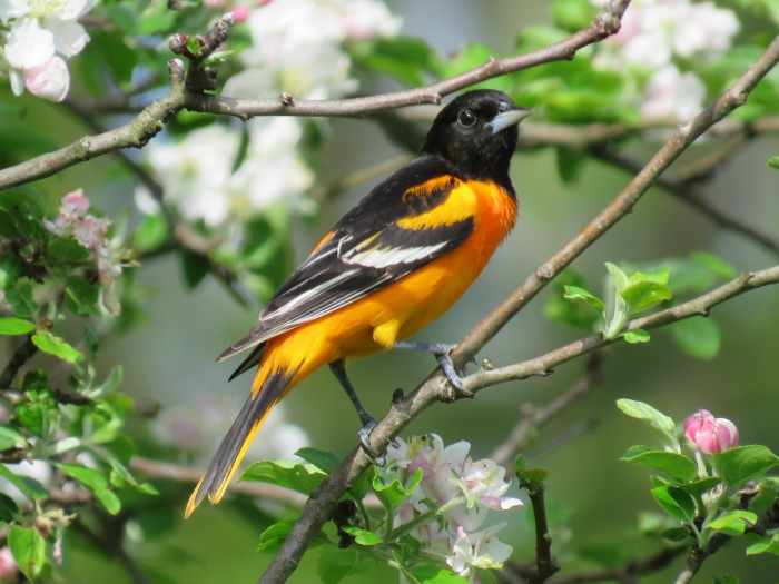 Common Types of Backyard Birds in the Northeast Owlcation