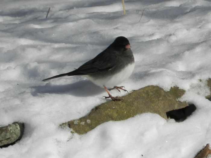 Common Types of Backyard Birds in the Northeast Owlcation