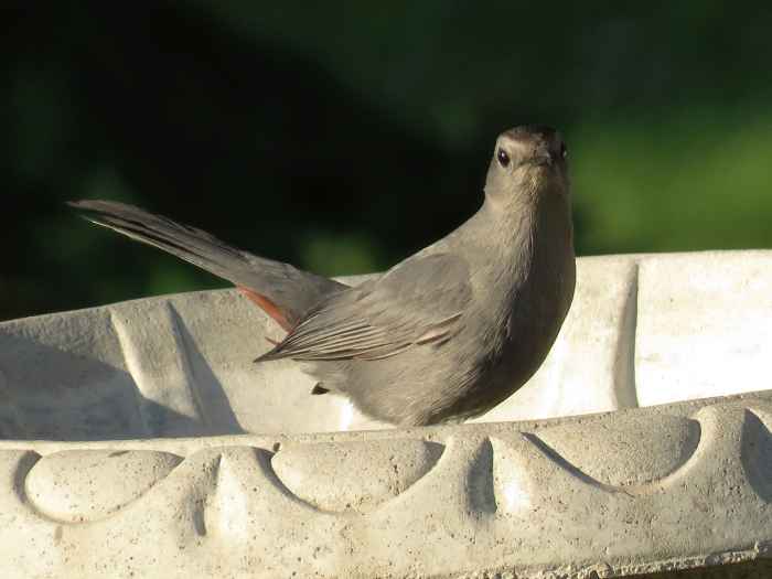 Common Types of Backyard Birds in the Northeast Owlcation