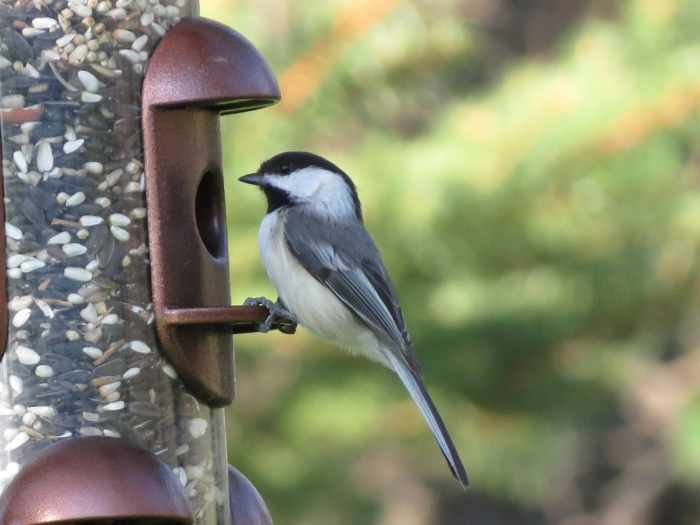Common Backyard Birds of the Northeast - Owlcation