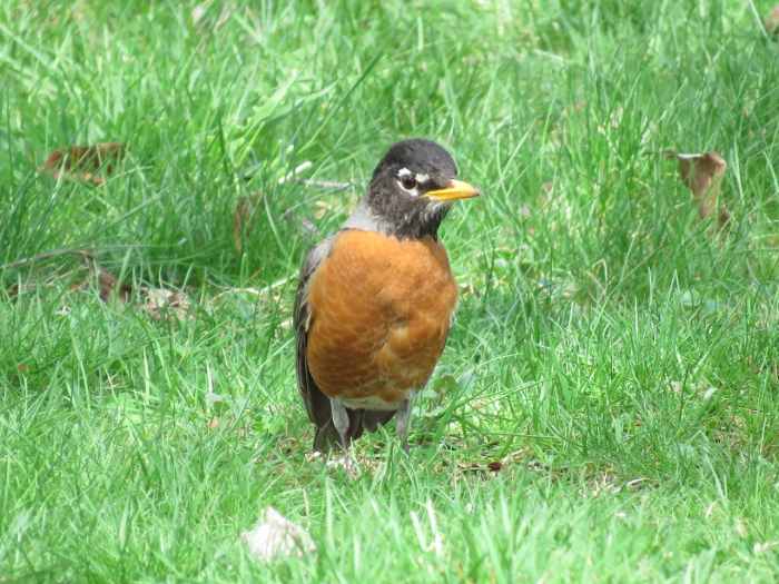 Common Backyard Birds of the Northeast Owlcation